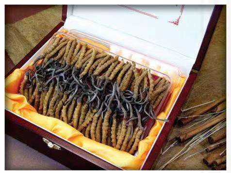 井研冬虫夏草回收